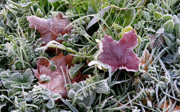 Картинка природа листья замерзшая роса