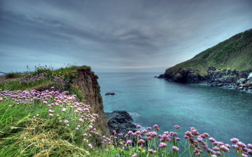 обоя природа, побережье, море, цветы
