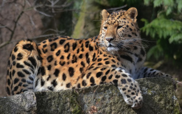 Картинка животные леопарды леопард морда лапа на камне