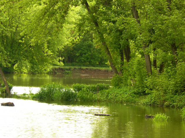 Обои картинки фото природа, реки, озера, зелень, река, трава, деревья