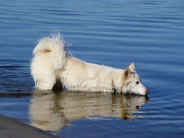 Обои картинки фото животные, собаки, вода