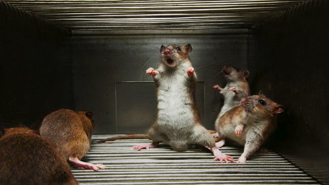 Обои картинки фото животные, крысы, мыши, ситуация
