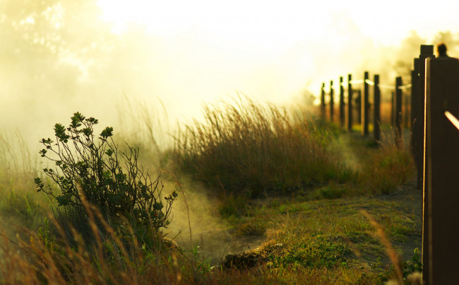 Обои картинки фото природа, другое, забор, трава, зелень, кустики, свет, утро, рассвет, солнце, туман
