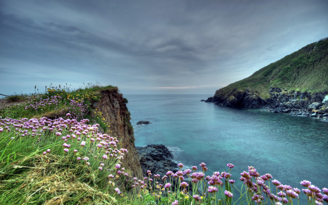 Обои картинки фото природа, побережье, море, цветы