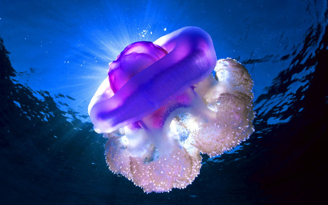 Обои картинки фото животные, медузы, медуза-корнерот
