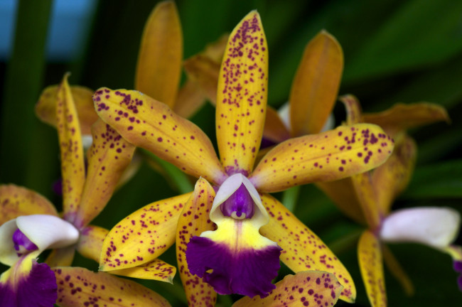 Обои картинки фото цветы, орхидеи, желтый, пятнистый, экзотика