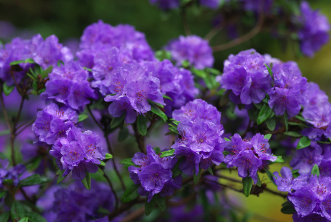 Обои картинки фото цветы, рододендроны, азалии, фиолетовый, ветки, азалия