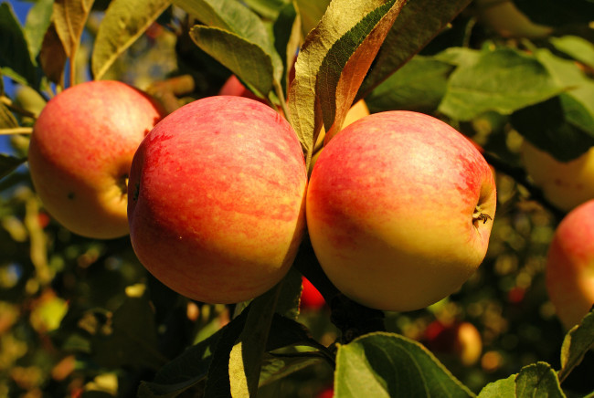 Обои картинки фото природа, плоды, яблоки, красота, ветки, листья