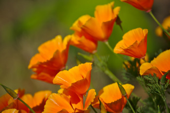Картинка цветы эшшольция калифорнийский мак