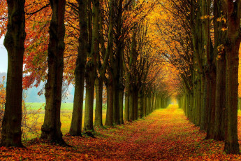 Картинка природа дороги walk colors fall дорога path nature деревья осень листья colorful road leaves поле лес trees field forest autumn