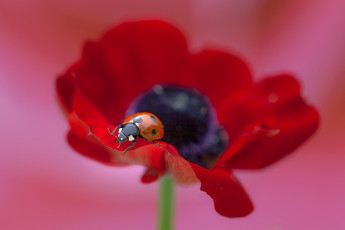 Картинка животные божьи+коровки ladybug macro poppy flower цветок божья коровка макро мак