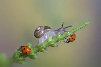 Картинка животные разные+вместе макро the snail a blade of grass травинка macro божьи коровки ladybugs улитка