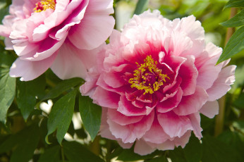 Картинка цветы пионы розовый макро
