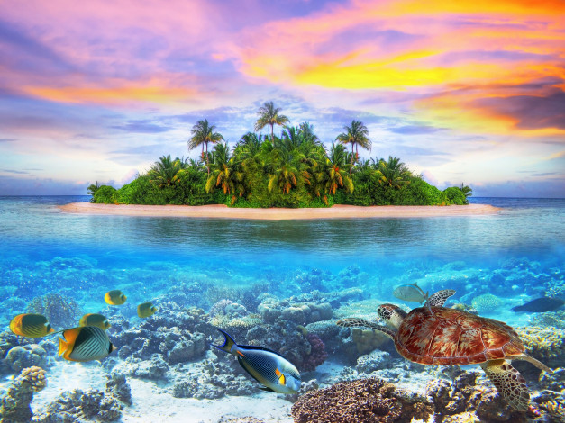 Обои картинки фото maldives, природа, тропики, indian, ocean, arabian, sea, мальдивы, индийский, океан, аравийское, море, остров, морское, дно, рыбы, черепаха, кораллы, закат