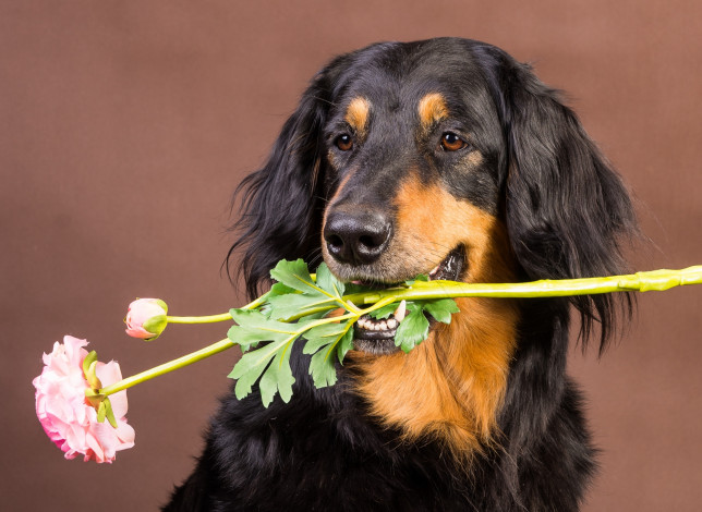 Обои картинки фото животные, собаки, цветок