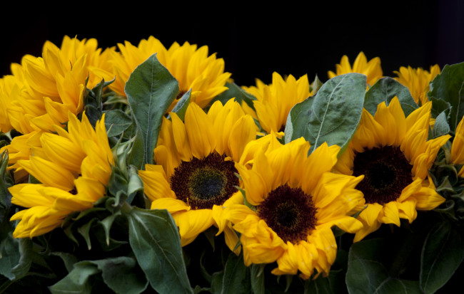 Обои картинки фото цветы, подсолнухи, желтый