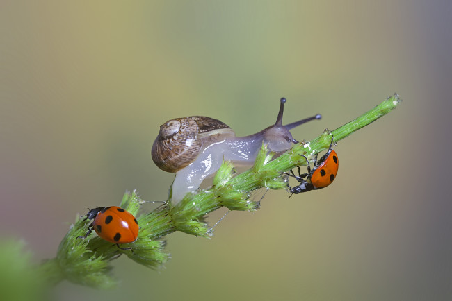 Обои картинки фото животные, разные вместе, макро, the, snail, a, blade, of, grass, травинка, macro, божьи, коровки, ladybugs, улитка