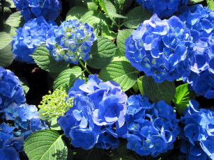 обоя цветы, гортензия, синий