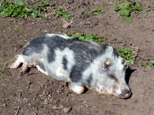 Картинка животные свиньи +кабаны сон отдых