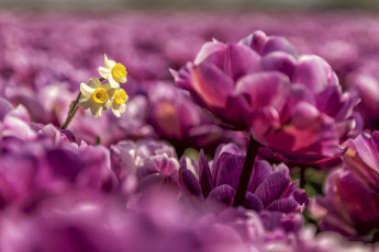 Картинка цветы разные+вместе тюльпаны нарциссы боке