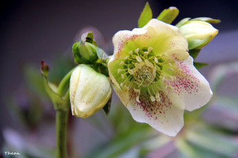 Картинка цветы геллеборус+ морозник бутон макро