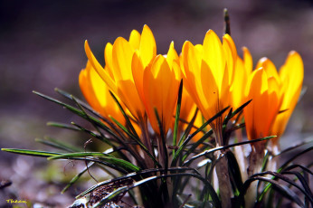 Картинка цветы крокусы желтый