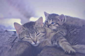 Картинка животные коты кошка котёнок материнство