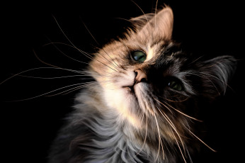 Картинка животные коты кот кошка котёнок мордочка усы взгляд портрет чёрный фон