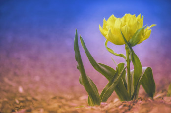 Картинка цветы тюльпаны жёлтый тюльпан фон боке
