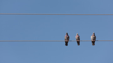 Картинка животные голуби птицы провода небо