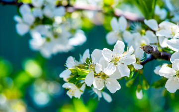 Картинка цветы цветущие+деревья+ +кустарники дерево ветки цветение весна