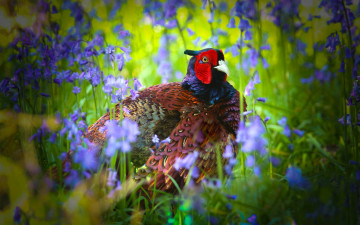 Картинка животные фазаны фазан птица цветы колокольчики