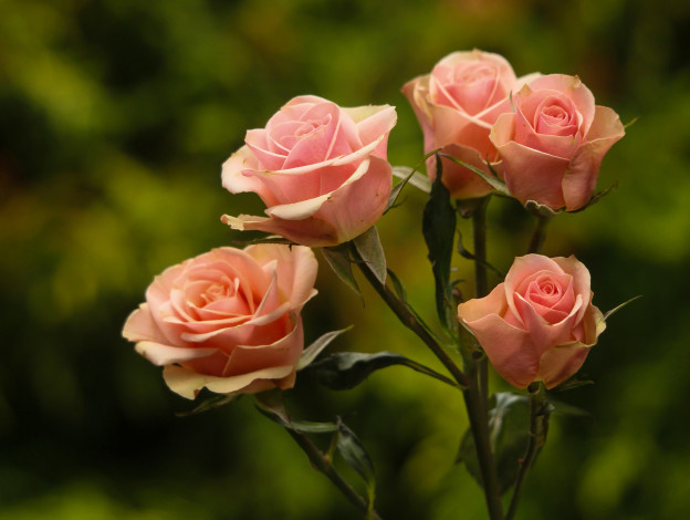 Обои картинки фото цветы, розы, фон, бутоны