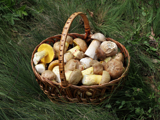 Обои картинки фото еда, грибы,  грибные блюда, боровики, корзина, трава
