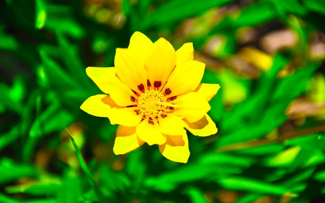 Обои картинки фото цветы, газания, цветок, трава, желтый