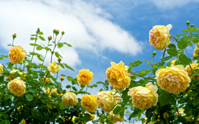 Обои картинки фото цветы, розы, жёлтые, кусты, небо