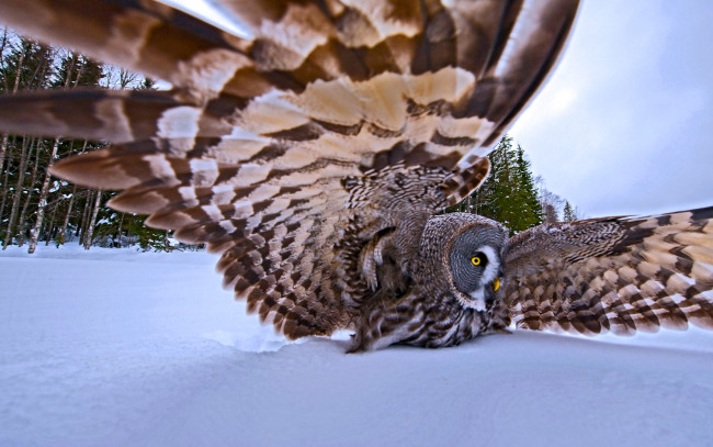 Обои картинки фото животные, совы, зима, перья, природа, деревья, крылья, большая, серая, сова, птица, охота, снег