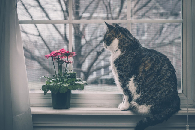 Обои картинки фото животные, коты, кот, кошка, окно, цветок, герберы