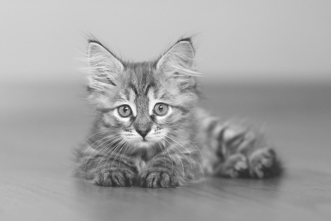 Обои картинки фото животные, коты, котёнок, малыш, взгляд, монохром, чёрно-белая, боке