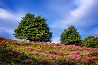 Картинка природа деревья трава небо солнце облака guelders нидерланды холм склон лето зелень