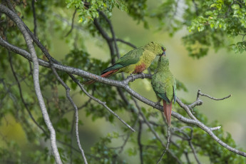 Картинка животные попугаи изумрудный попугай парочка поцелуй птицы ветки