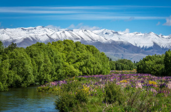 Картинка природа горы деревья кусты трава солнце цветы зелень снежные вершины новая зеландия река небо