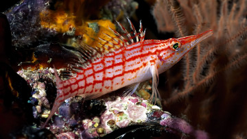 Картинка животные рыбы водоросли кораллы рыбка