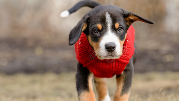 Картинка животные собаки щенок свитер одежда