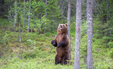 Картинка животные медведи медведь лес