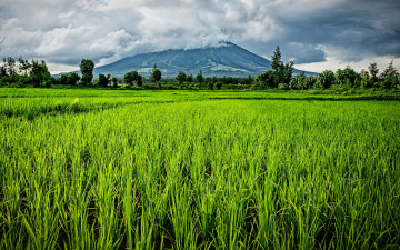 Картинка природа поля bicol region филиппины гора деревья облака солнце трава поле зелень