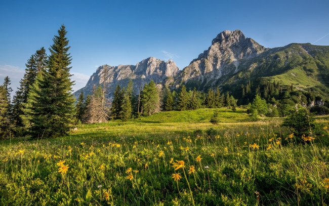 Обои картинки фото природа, горы, цветы, небо, зелень, австрия, луг, деревья, трава, солнце, альпы, скалы