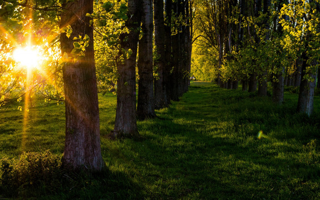 Обои картинки фото природа, лес, лучи, зелень, солнце, трава, лето, парк, деревья