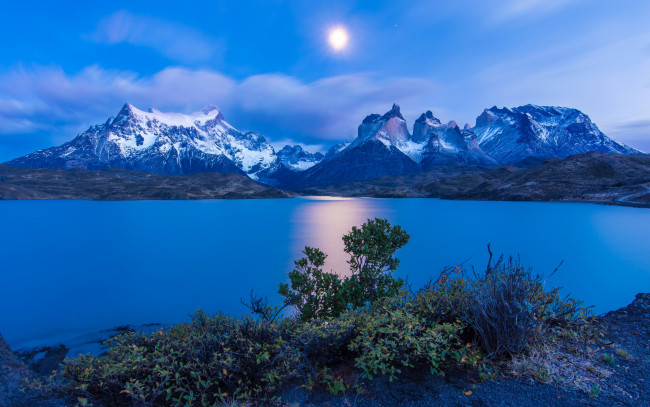 Обои картинки фото природа, реки, озера, Чили, кусты, озеро, снежные, вершины, torres, del, paine, горы