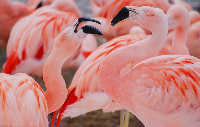 Обои картинки фото животные, фламинго, розовые, птицы